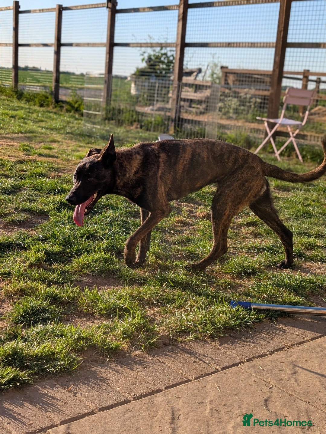 Belgian Shepherd Dog dogs for sale: Dutch Herder Puppies - Advert 22