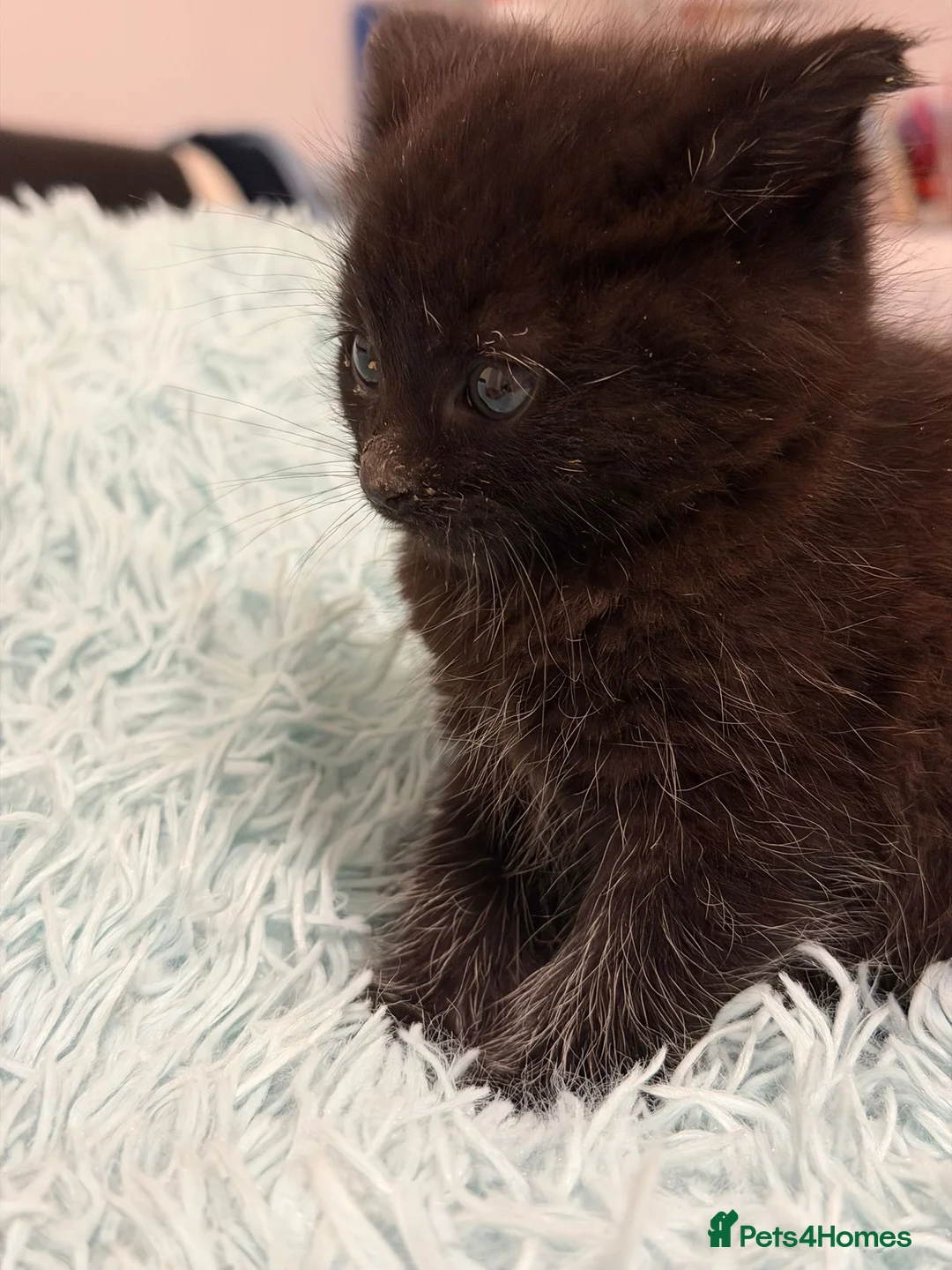 British Shorthair cats for sale: British shorthair  - Advert 4