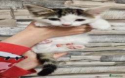 Mixed Breed cats for sale: Beautiful Kittens Ready For their forever homes - Image 5