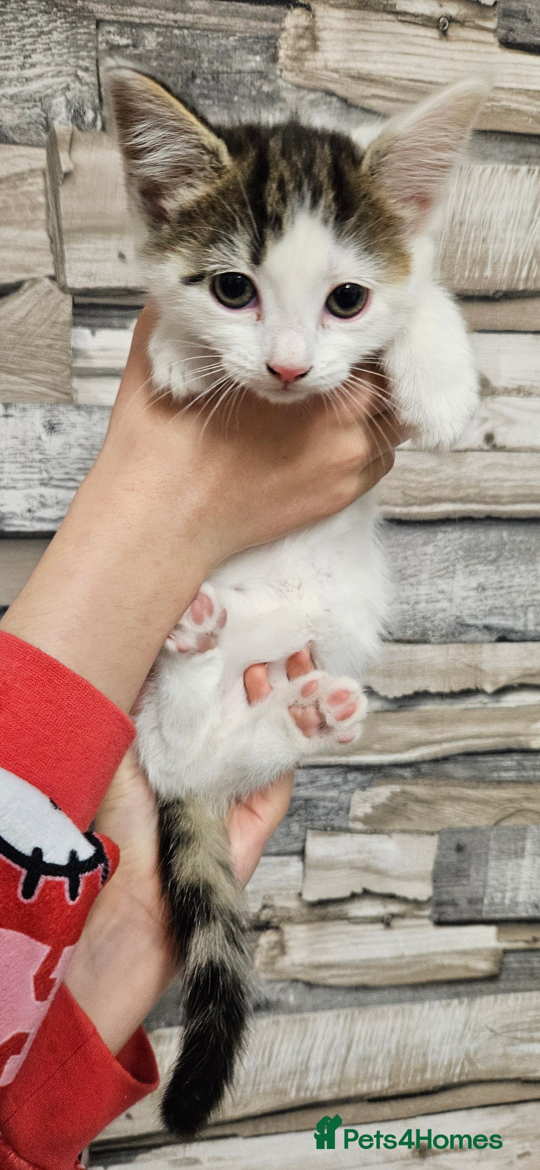 Mixed Breed cats for sale: Beautiful Kittens Ready For their forever homes - Image 5