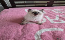 Ragdoll cats for sale: Ragdoll kittens  - Image 7