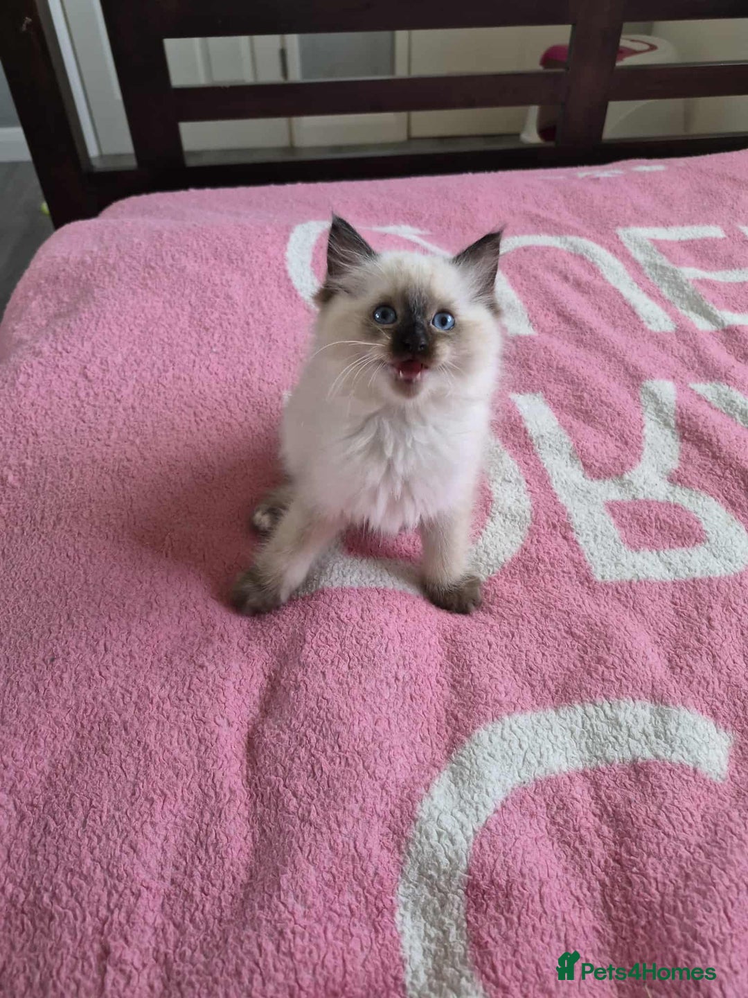 Ragdoll cats for sale: Ragdoll kittens  - Image 7
