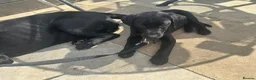 Labrador Retriever dogs for sale: FINAL KC registered black Labrador puppy (dog) - Advert 6