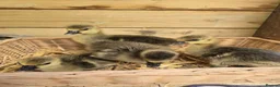 Geese poultry for sale: Grey Sebastopol goslings  - Advert 4