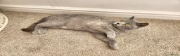 British Shorthair cats for sale: Silver Champion Line British Shorthair - Advert 21
