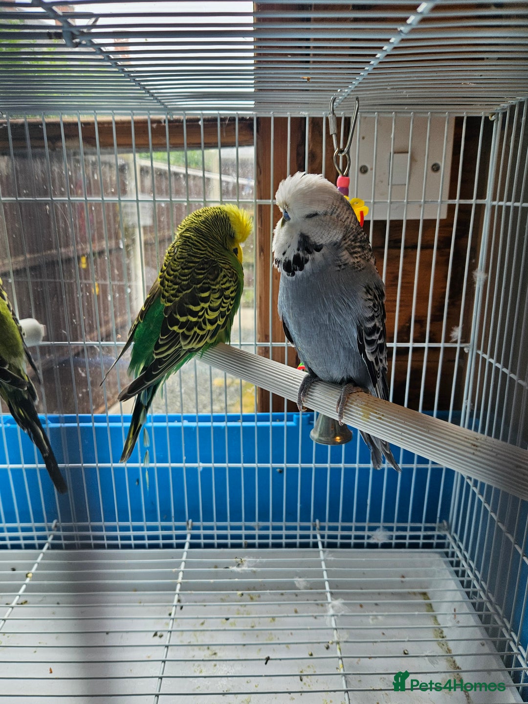 Budgerigars birds for sale: 3 Young Cock Budgies For Sale - Image 5
