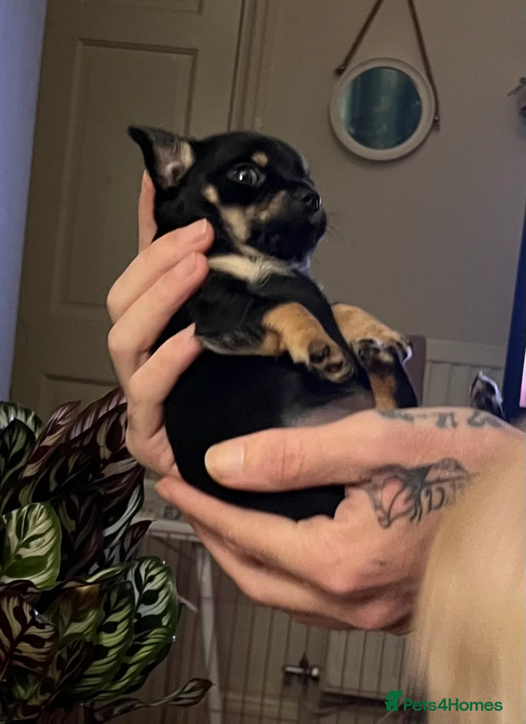 Chihuahua dogs for sale: Chi puppy - Advert 4