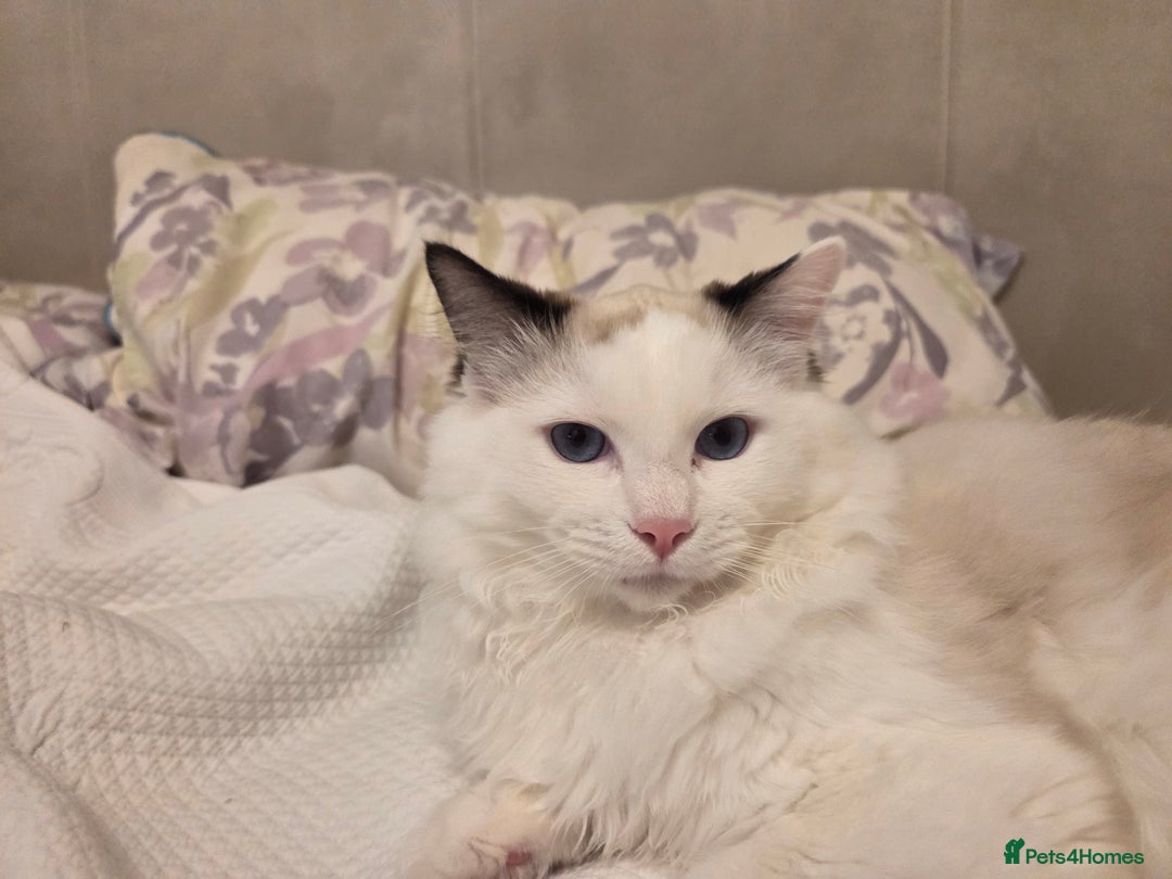 Ragdoll cats for sale: Meet Snow Our Sweet Ragdoll Looking for a New Home - Advert 10