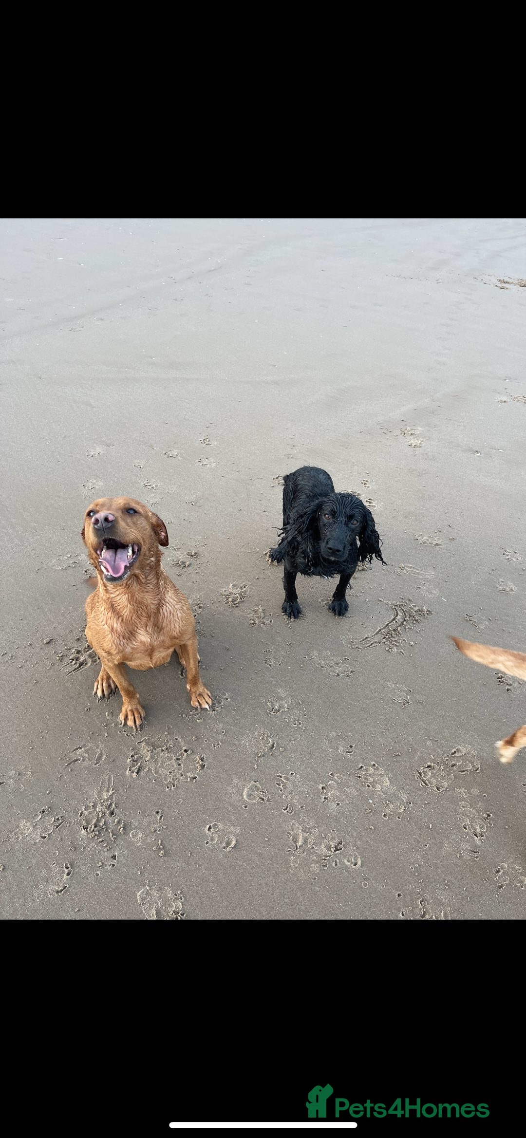 Cockerdor dogs for sale: Cockador Puppies - Advert 14