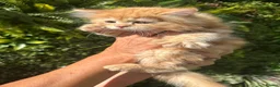 Persian cats for sale: Mango A Gorgeous Golden Doll faced Persian kitten - Advert 8