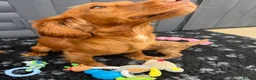 Cockapoo dogs for sale: Cockapoo puppies F1 (licensed breeder) - Advert 2