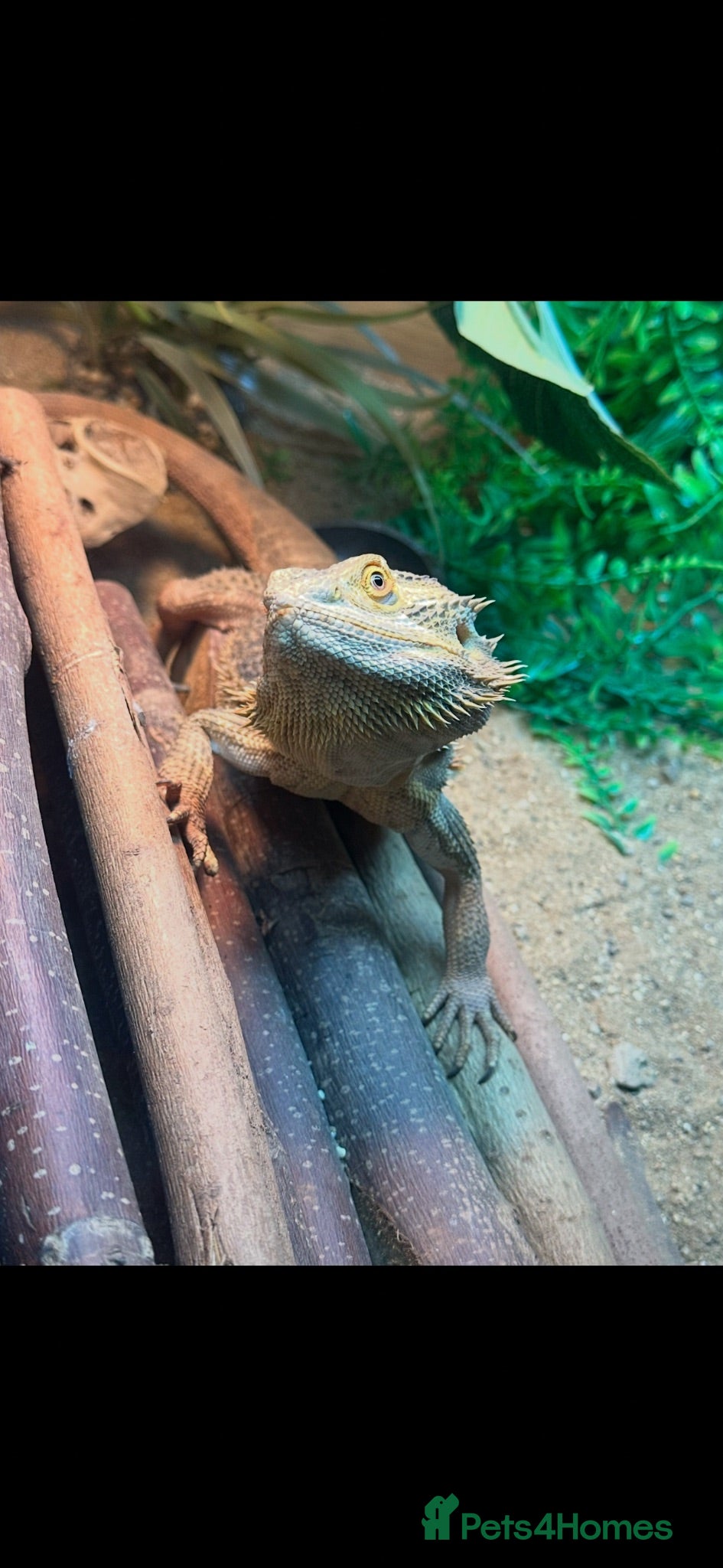 Bearded Dragon reptiles Male beardie for sale + Viv and accessories  - Advert 1