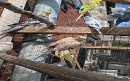 Cockatiels birds for sale: Breeding pair of cockatiels  - Image 4
