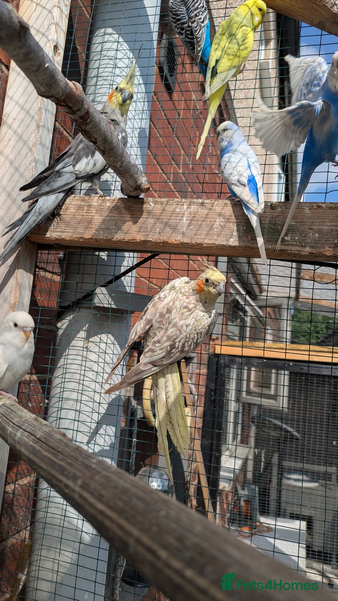 Cockatiels birds for sale: Breeding pair of cockatiels  - Image 4