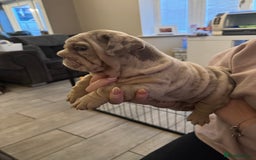 English Bulldog dogs for sale: Bettie & 007 babies short compact   - Image 20