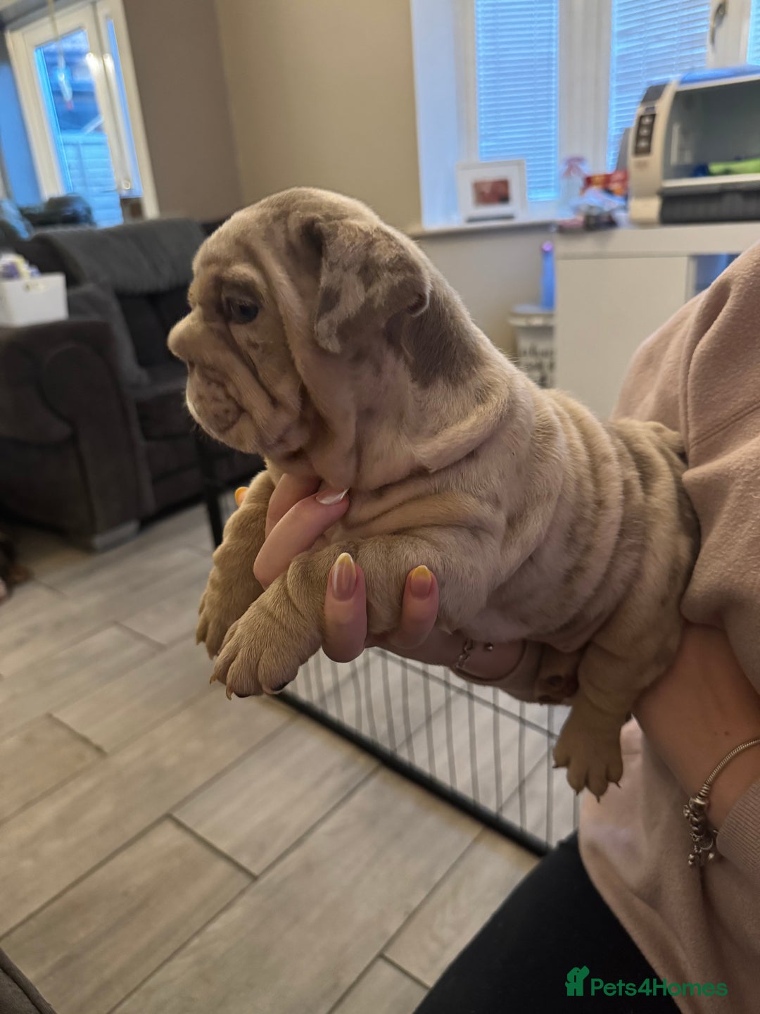 English Bulldog dogs for sale: Bettie & 007 babies short compact   - Image 20