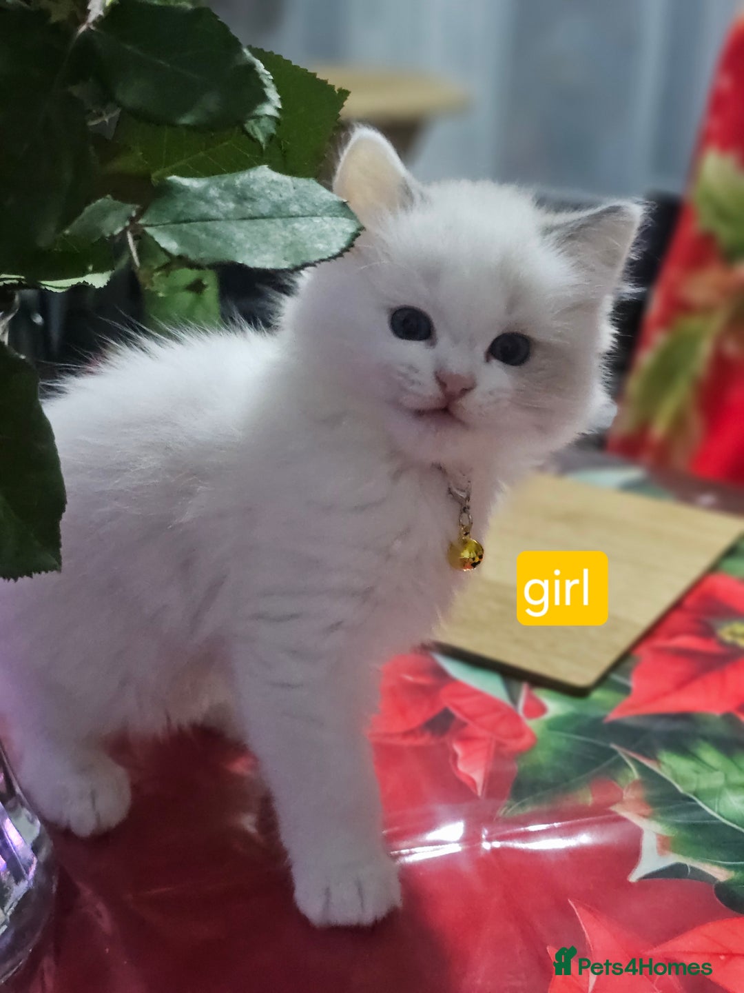 Ragdoll cats for sale: 🐱Kittens Ragdoll Bicolor. 3 Boys and 2 Girls  - Advert 2