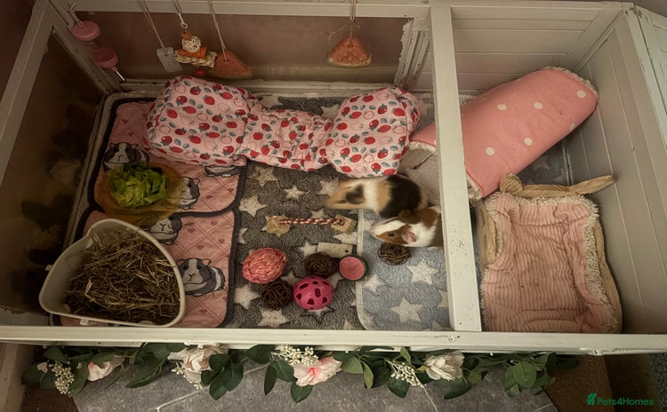 Guinea Pig rodents - Advert 2