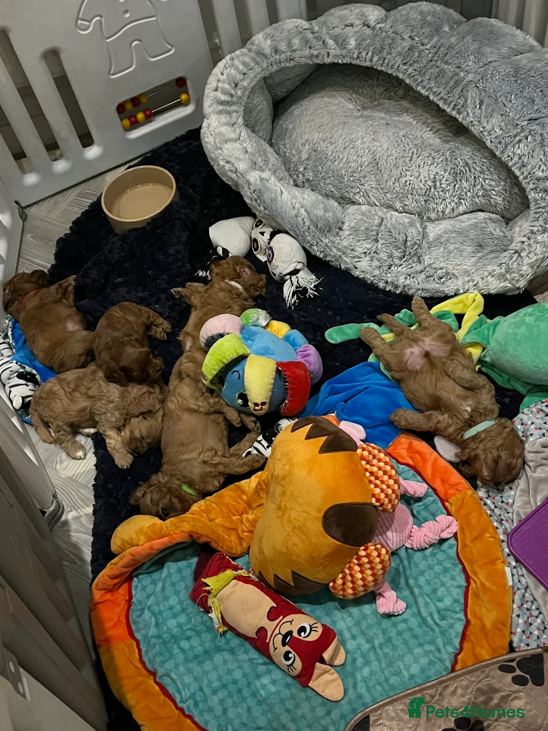 Gallery Image {{count}}