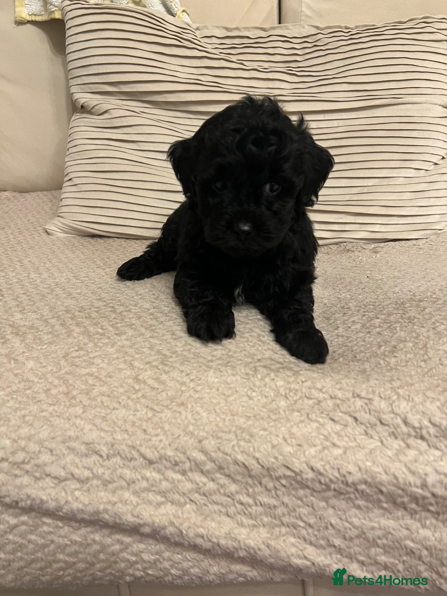 Shihpoo dogs Gorgeous f1 Shih poo puppies - Advert 18