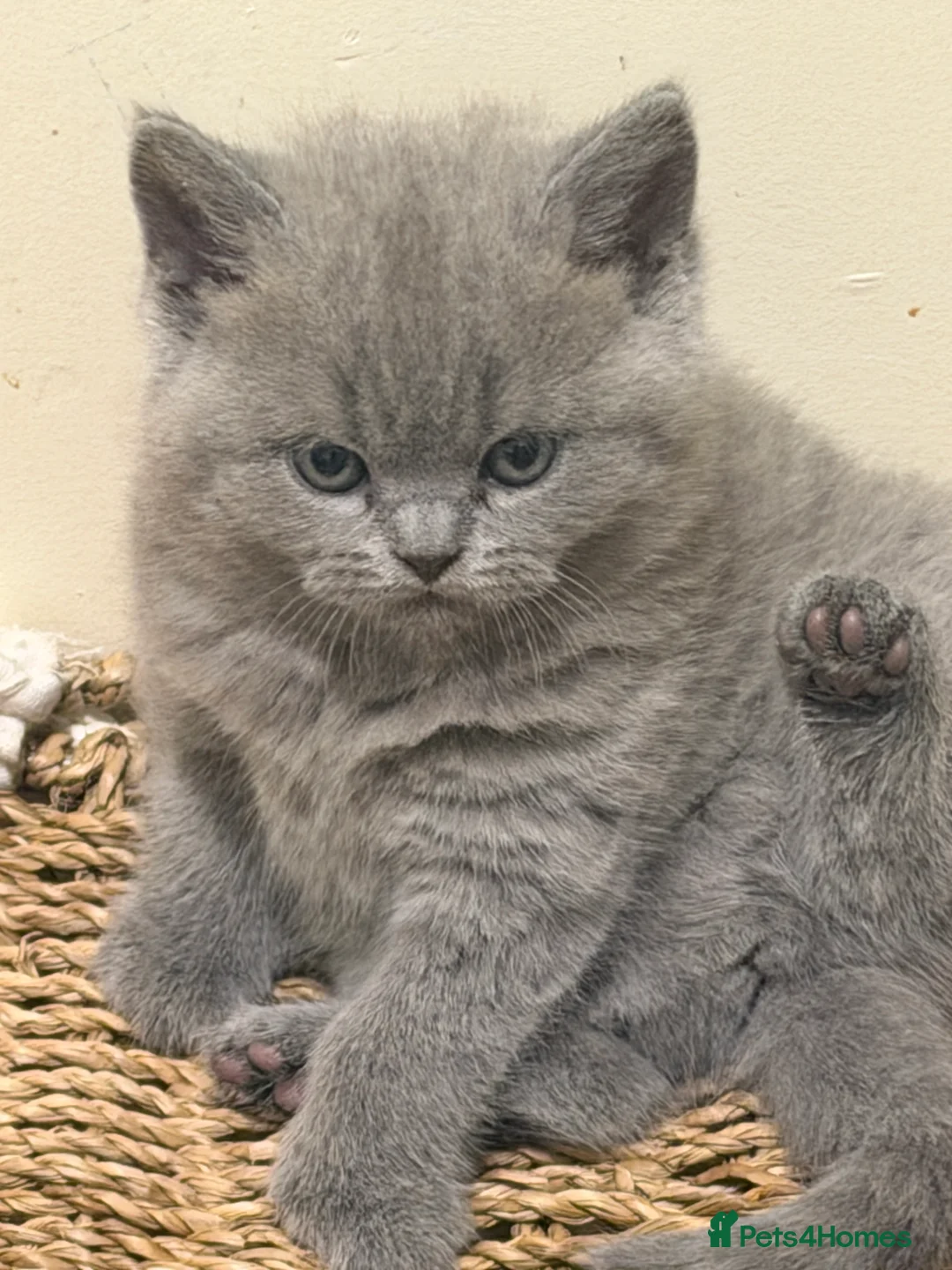 British Shorthair cats for sale: Adorable British Shorthair Blue and Lilic kittens - Advert 12