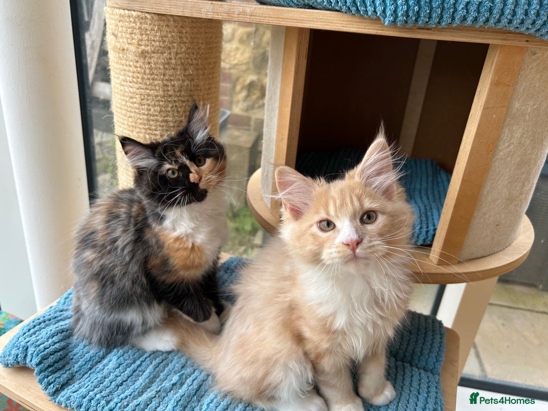 Maine Coon cats for sale: Pedigree Maine Coon kittens  - Image 20