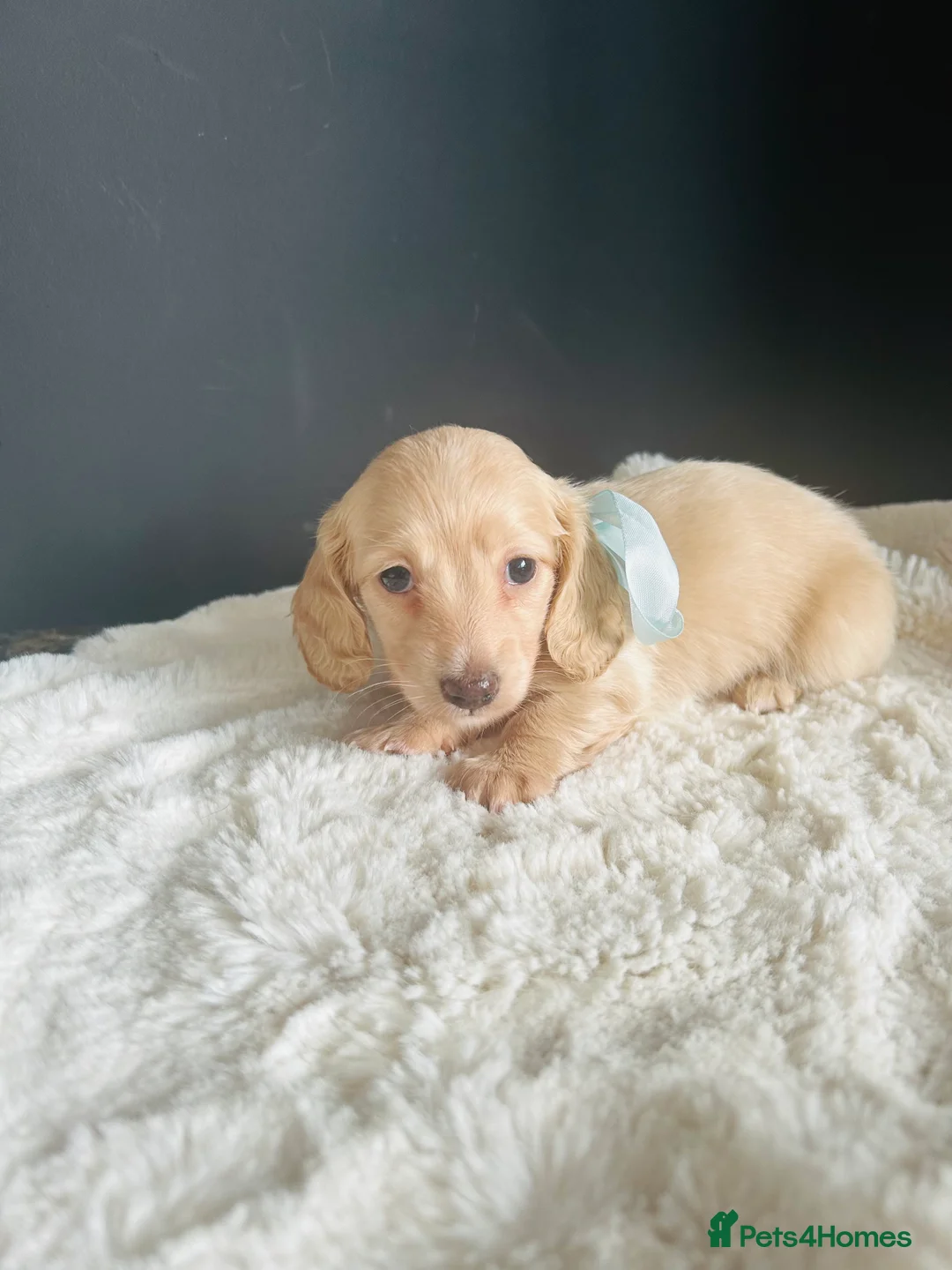 Miniature Dachshund dogs for sale: Creams-5 Star Breeder ⭐️⭐️⭐️⭐️⭐️ - Advert 4