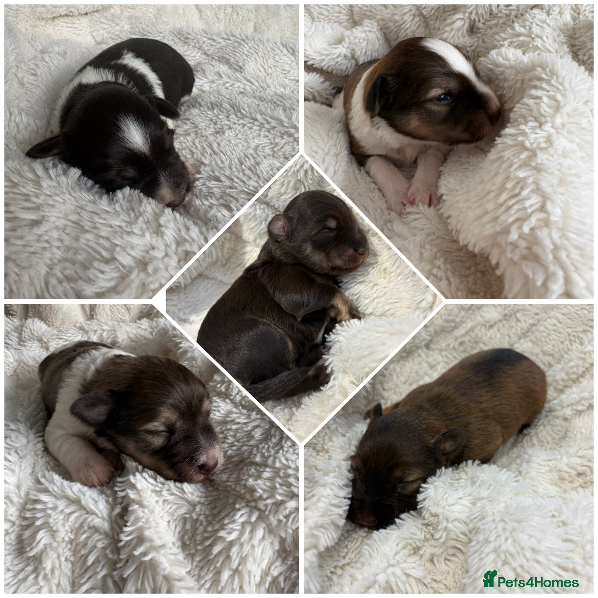 Miniature Schnauzer dogs KC registered American line Miniature Schnauzers  - Advert 8