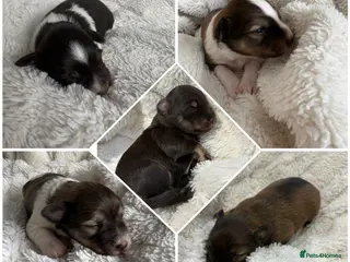 Miniature Schnauzer dogs American line Miniature Schnauzers - Advert 6