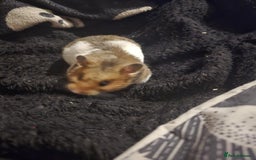 Hamster rodents for sale: Loving hamster in need of a new home  - Image 1
