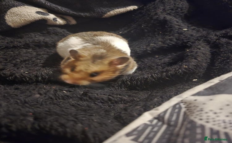 Hamster rodents - Advert 1