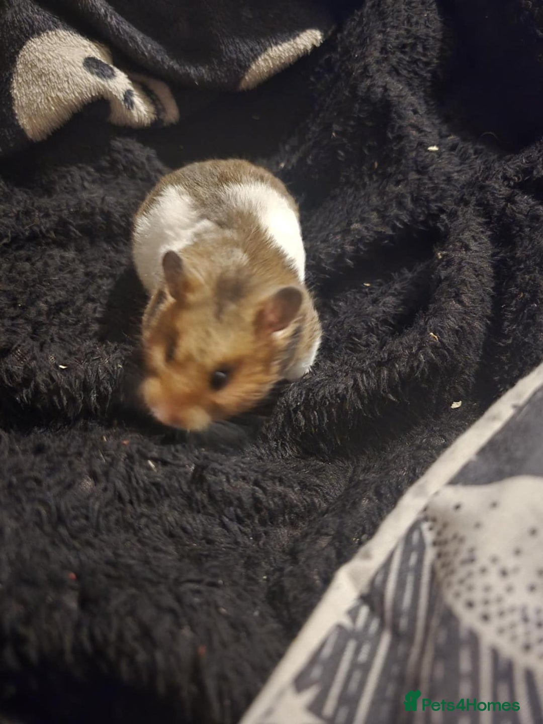 Hamster rodents for sale: Loving hamster in need of a new home  - Image 1