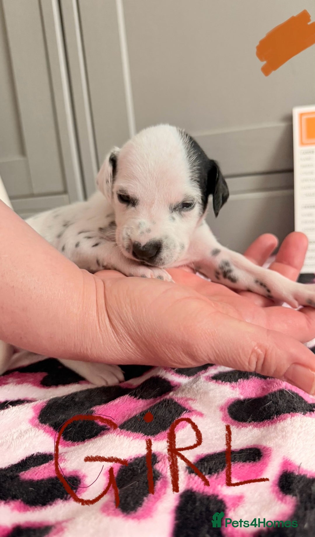 Dalmatian dogs for sale: Stunning KC Reg Dalmatian puppies  in Bristol - Image 36