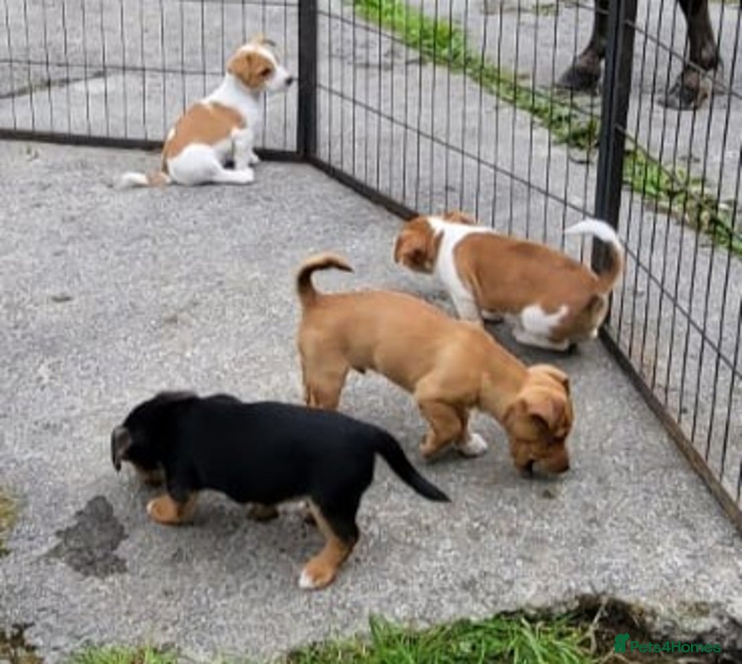 Jack Russell dogs for sale: Merle, red, black and tan JRT puppies in Carmarthen - Image 10