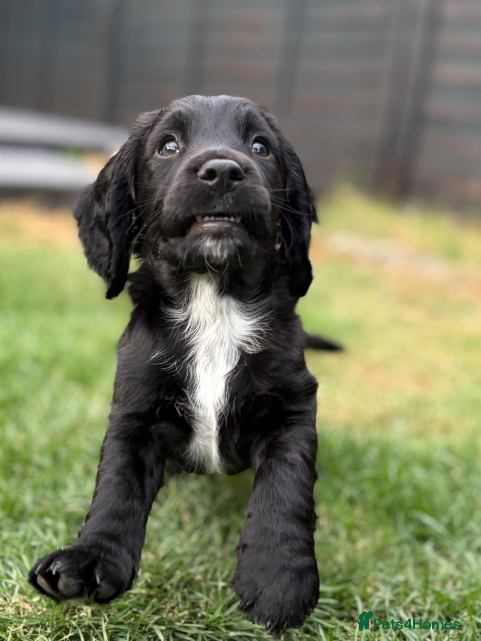 Cocker Spaniel dogs Kc Registered Cocker Spaniel Puppies - Advert 2