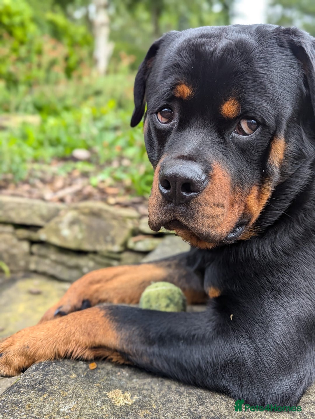 Rottweiler dogs for sale: Dexter - Image 1