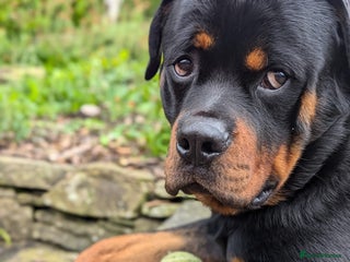 Rottweiler dogs for sale - Advert 1
