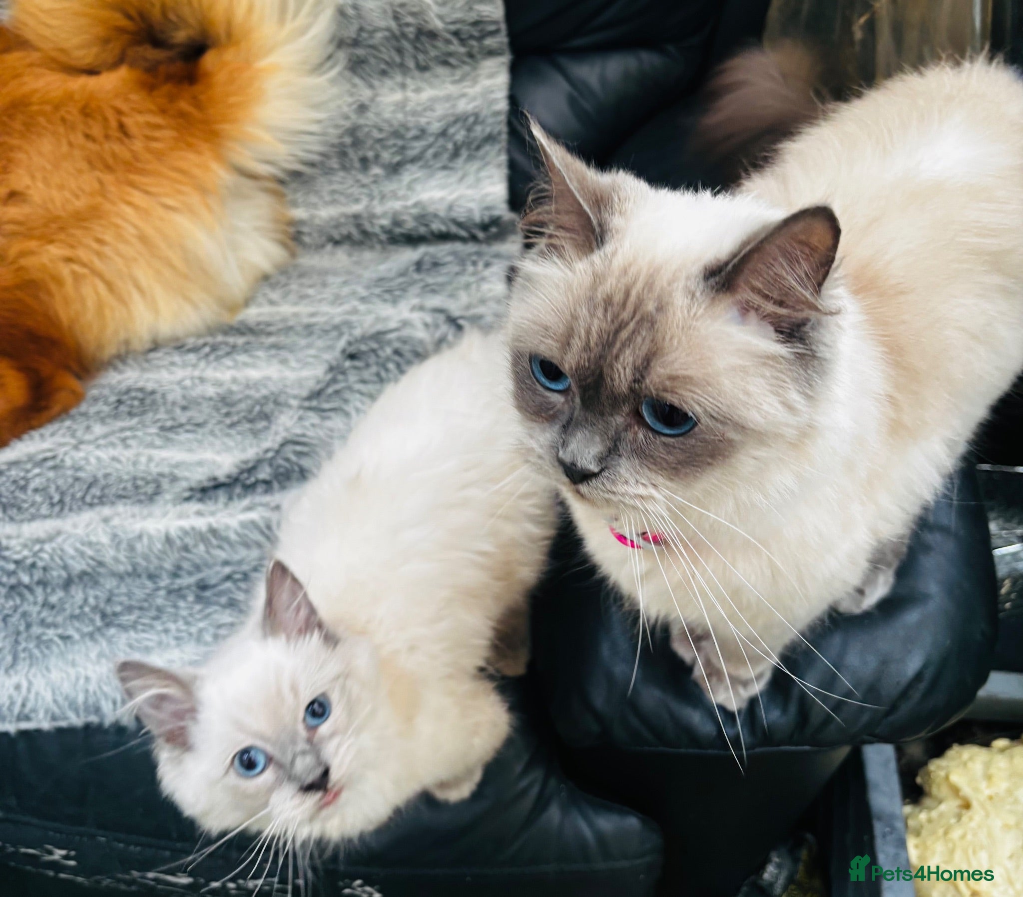 Mixed Breed cats ✨ Stunning Ragdoll X Maine Coon Kitten  - Advert 7