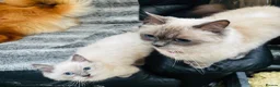 Mixed Breed cats for sale: ✨ Stunning Ragdoll X Maine Coon Kitten  - Advert 1