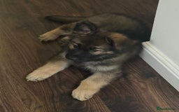 German Shepherd dogs for sale: German Shepherd puppy - Image 6