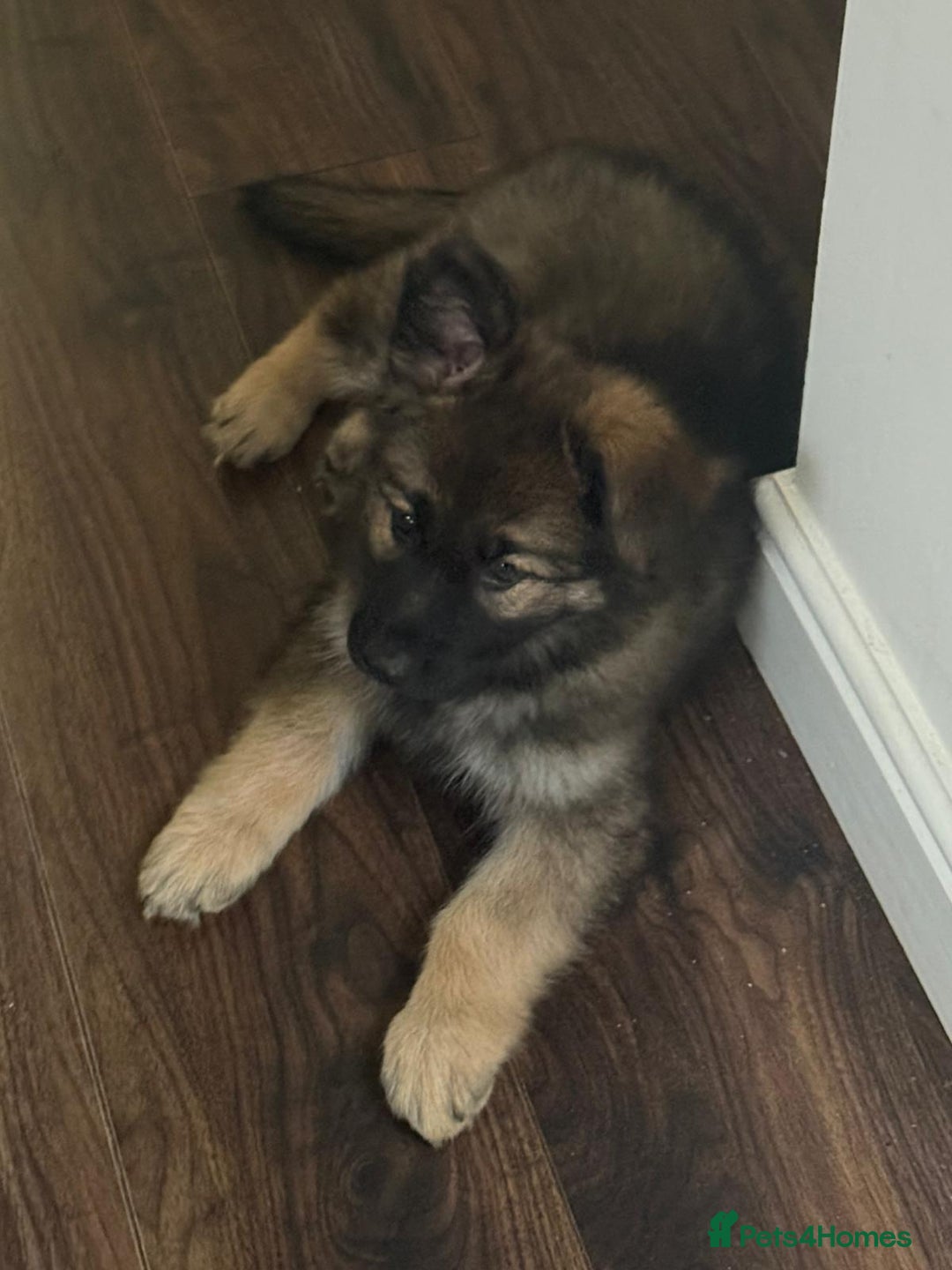 German Shepherd dogs for sale: German Shepherd puppy - Image 6