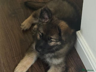 German Shepherd dogs - Advert 2