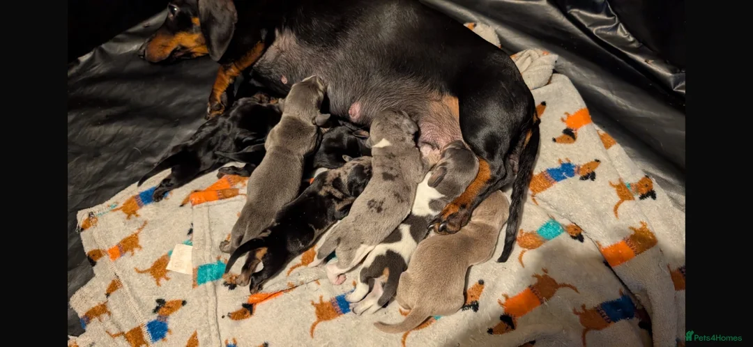 Miniature Dachshund dogs for sale: Stunning RARE miniature Dachshunds - Advert 1