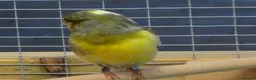 Canaries birds for sale: Gloster Canary Male - Advert 2