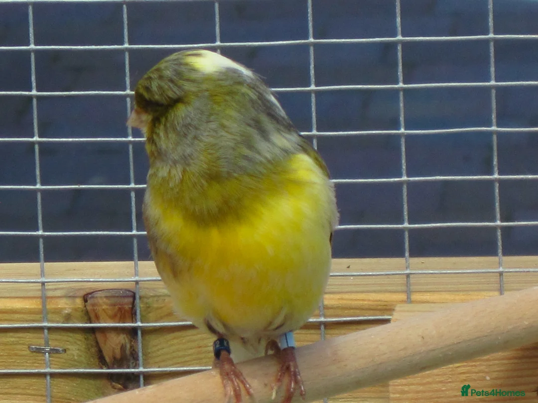 Canaries birds for sale: Gloster Canary Male - Advert 2