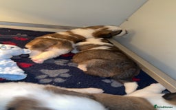 Saint Bernard dogs for sale: Outstanding chunky Saint Bernard puppies for sale - Image 26
