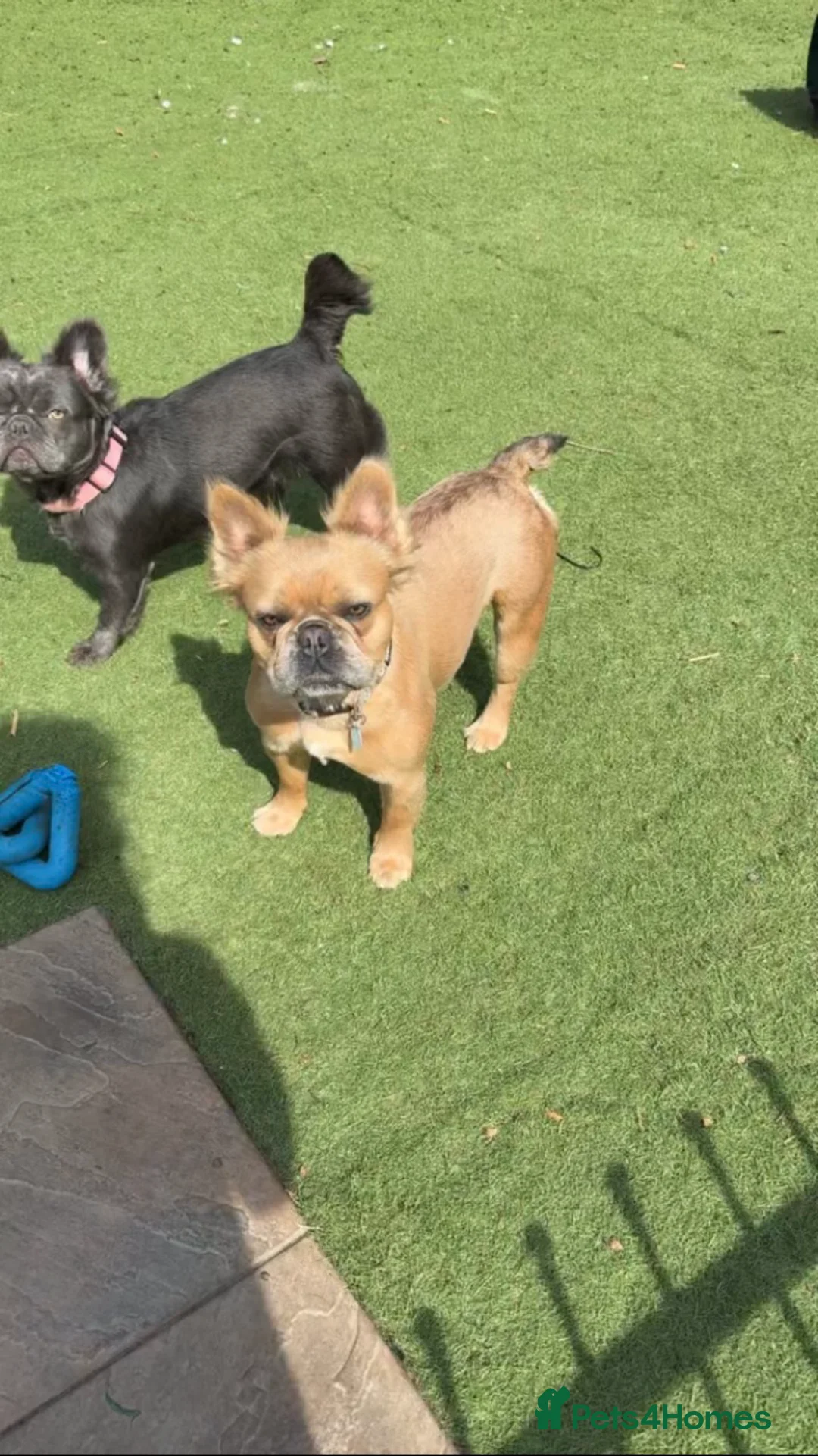 French Bulldog dogs for sale: Visual Fluffy Frenchie KC reg - Advert 2