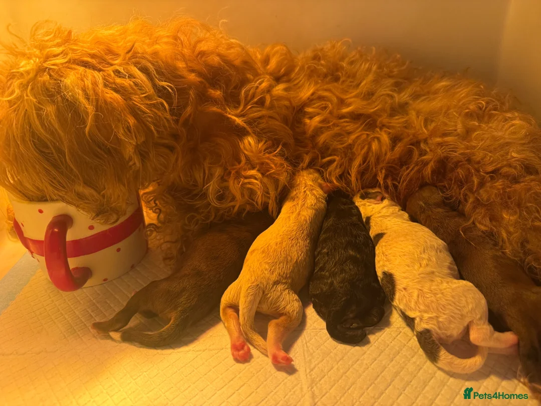 Cavapoo dogs for sale: DNA health tested Miniature Cavapoos 🌸  - Advert 2