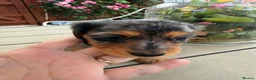 Miniature Dachshund dogs for sale:  Adorable Miniature Dachshund Puppies - Advert 12