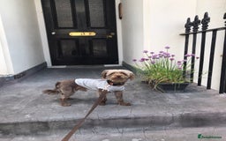 Toy Poodle dogs for stud: PROVEN Toy Poodle X Chihuahua Mix for Stud - Image 2